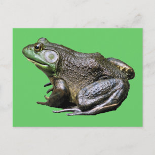 Carte postale Big Old Bullfrog Animal