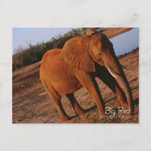 Carte Postale Big Red