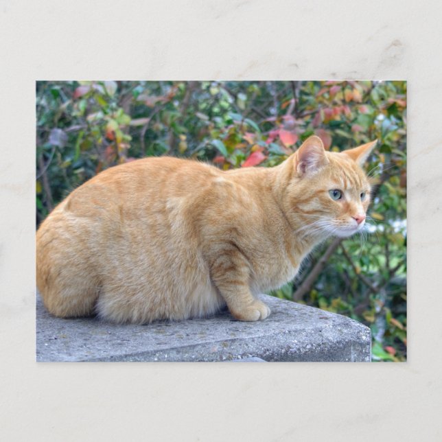 Carte Postale Big Red Tabby (Devant)