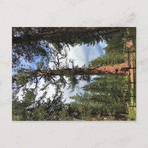 Carte Postale Big Red Tree, La Pine, Oregon
