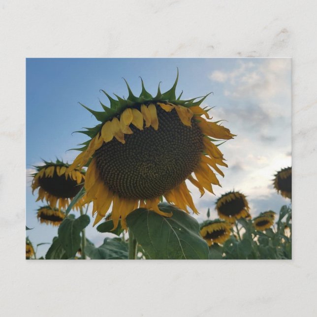 Carte postale Big Sunflower (Devant)