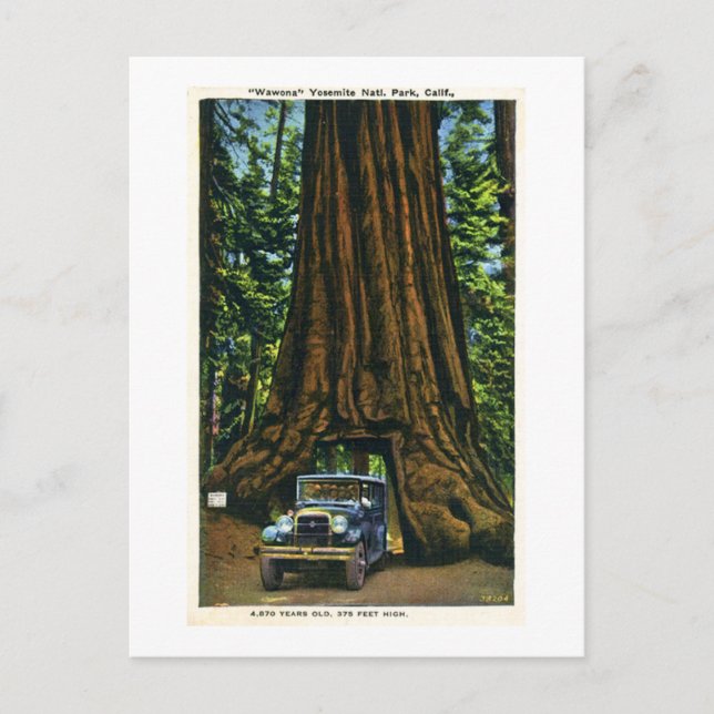 Carte Postale Big Tree Wawona, Mariposa Grove, CA (Devant)