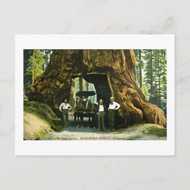 Carte Postale Big Tree Wawona, Mariposa Grove, CA Vintage (Devant)