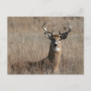 Carte Postale Big Trophée Buck Deer en haute herbe