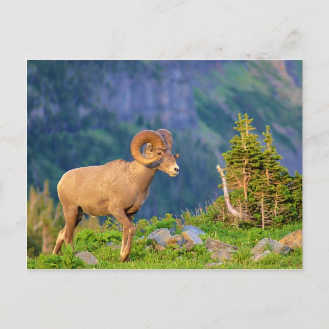 Carte Postale Bighorn brebis (Devant)
