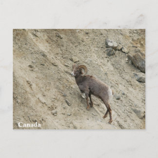 Carte Postale Bighorn brebis sur une colline