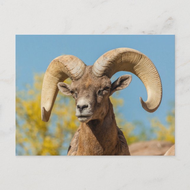 Carte Postale Bighorn du désert (Devant)
