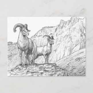 Carte postale Bighorn Sheep