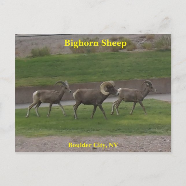 Carte Postale Bighorn Sheep (Devant)