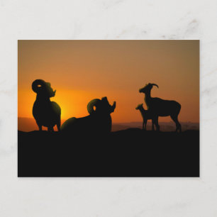 Carte Postale Bighorn Sheep