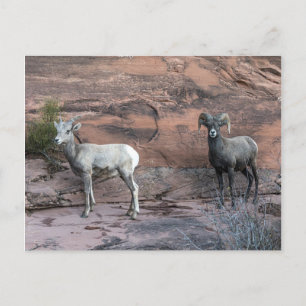 Carte Postale Bighorn Sheep