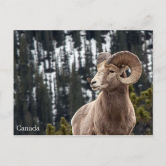 Carte Postale Bighorn Sheep - Canada