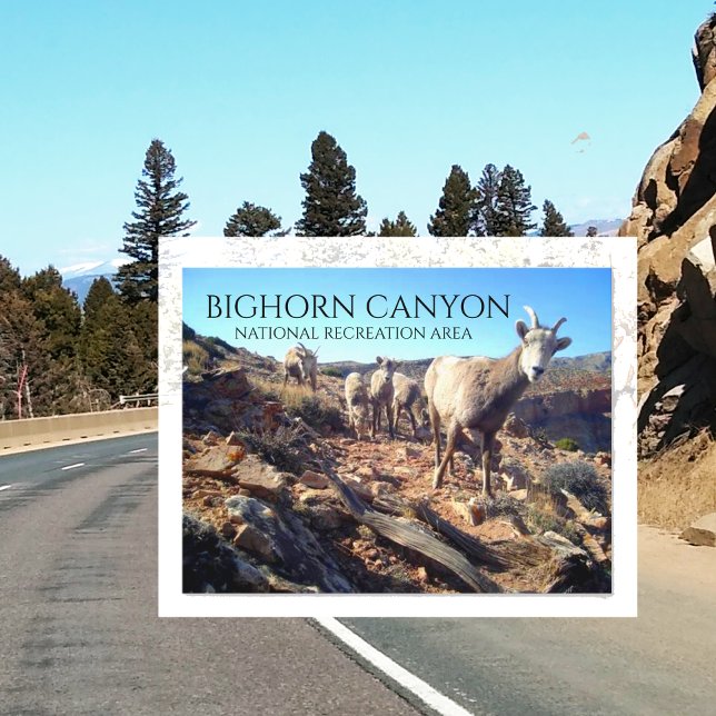 Carte Postale BIghorn Sheep Ewes and Young, BIghorn Canyon (Créateur téléchargé)
