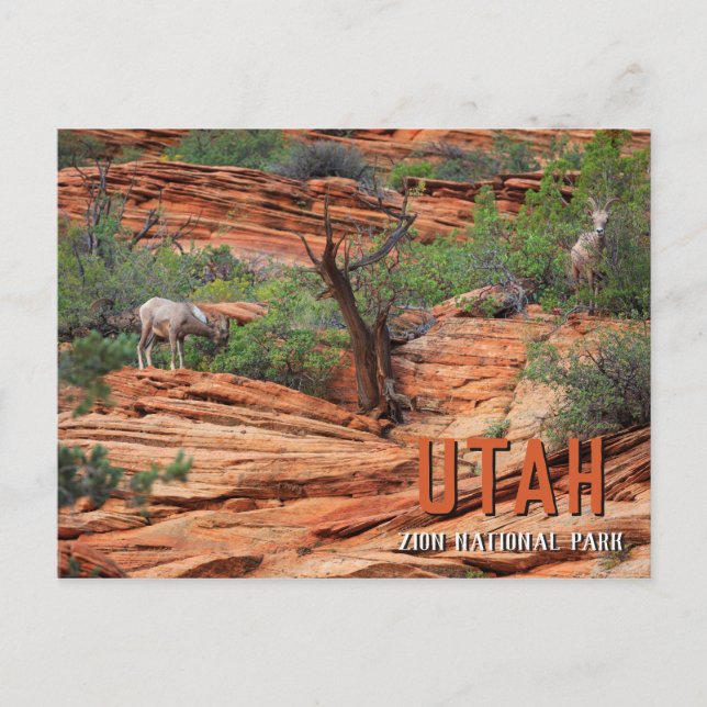 Carte Postale Bighorn Sheep in Zion National Park (Devant)