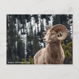 Carte Postale Bighorn Sheep - Parc national Jasper