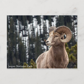 Carte Postale Bighorn Sheep - Parc national Jasper