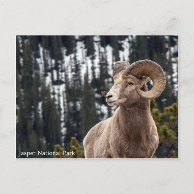 Carte Postale Bighorn Sheep - Parc national Jasper (Devant)