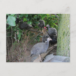 Carte Postale bijoux de guineas assis dans l'arbre