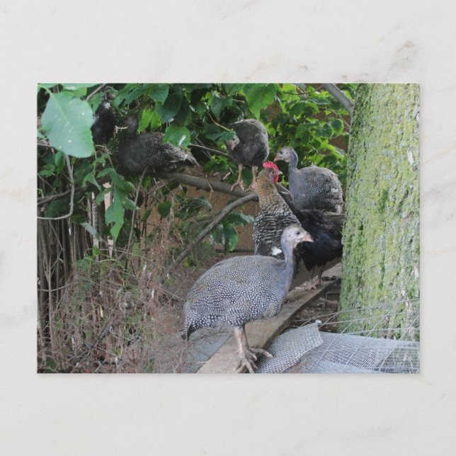 Carte Postale bijoux de guineas assis dans l'arbre (Devant)