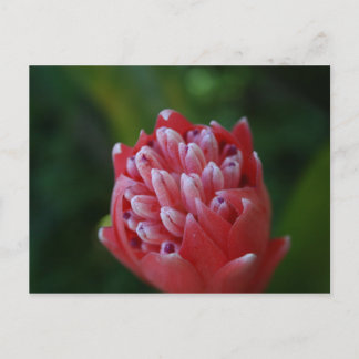 Carte Postale Billbergia Bromeliad