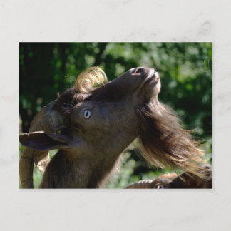 Carte Postale Billy Goat