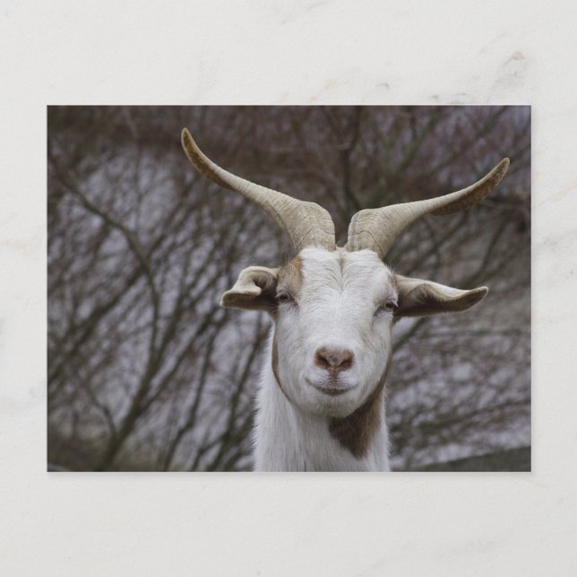 Carte Postale Billy Goat (Devant)