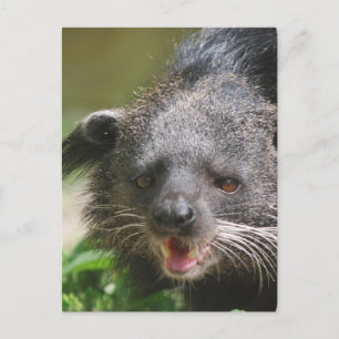 Carte postale Binturong