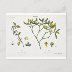 Carte Postale Birch (à gauche) et Mistletoe (à droite), fig. 9 e