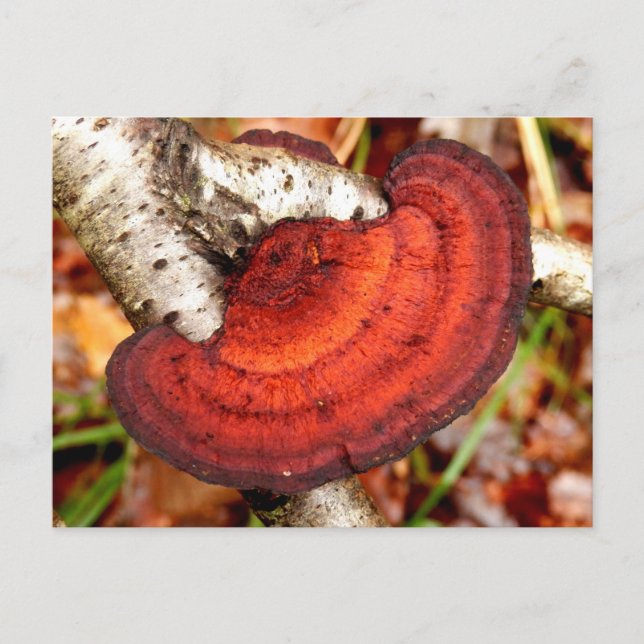 Carte postale Birch Mazegill Fungus (Devant)