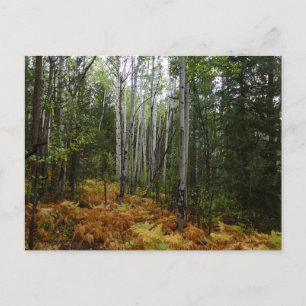 Carte Postale Birch Trees blancs et fougères d'automne à Rocky M