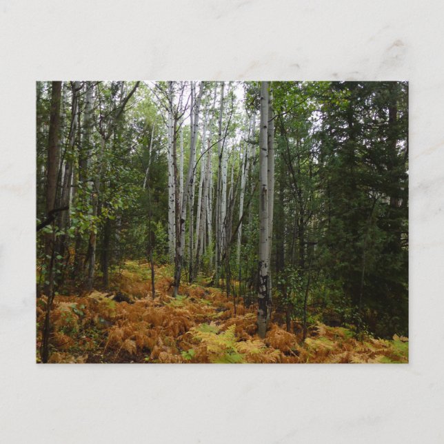 Carte Postale Birch Trees blancs et fougères d'automne à Rocky M (Devant)