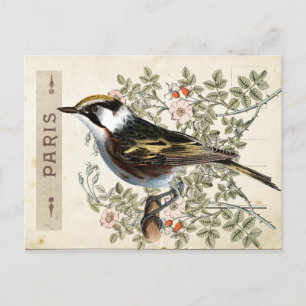 Carte Postale Bird Set 2 of 4 (Paris Rose Bird) Postcard