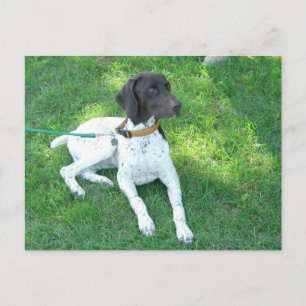 Carte Postale Bird the German Shorthair Pointer