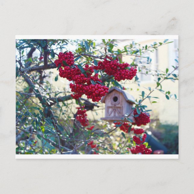 Carte Postale Birdhouse et baies rouges (Devant)