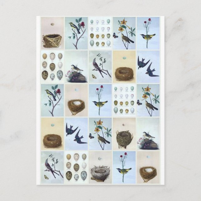 Carte Postale Birds and Nests (Devant)