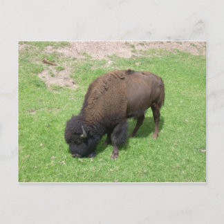 Carte Postale Bison