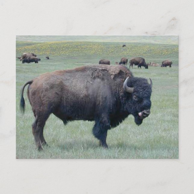 Carte Postale Bison (Devant)