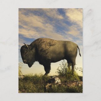 Carte Postale Bison
