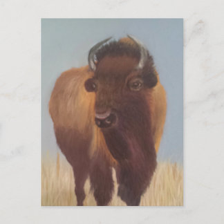 Carte Postale Bison