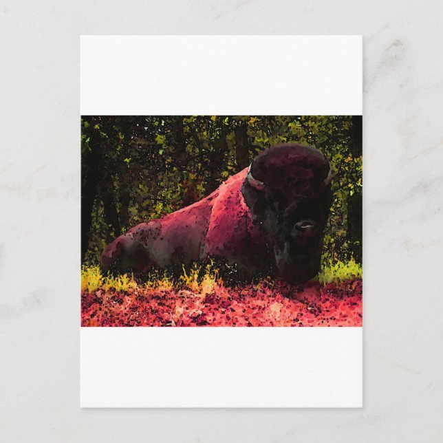 Carte Postale Bison (Devant)