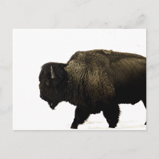 Carte Postale bison (Devant)