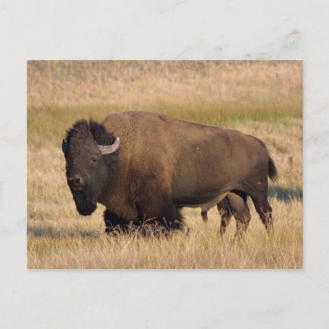 Carte Postale Bison à Yellowstone (Devant)