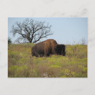 Carte Postale Bison américain