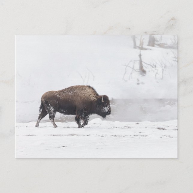 Carte Postale Bison américain dans un étang à vapeur (Devant)
