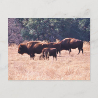 Carte Postale Bison au parc de LBJ