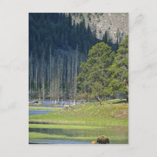 Carte Postale Bison avec son veau au Parc national de Yellowston