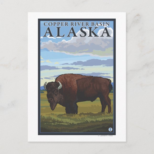 Carte Postale Bison - Bassin de la rivière du cuivre, Alaska (Devant)