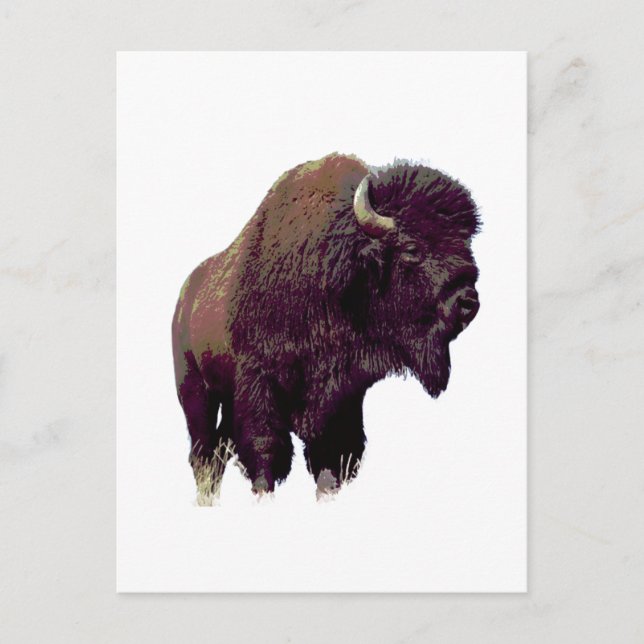 Carte Postale Bison Buffalo  (Devant)