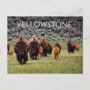 Carte Postale Bison Buffalo du Parc National de Yellowstone