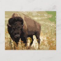 Bison / Buffle